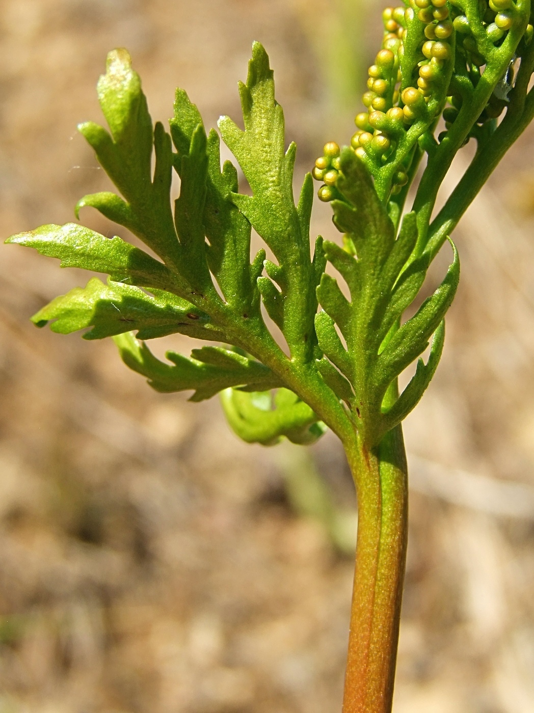 Image of Botrychium lanceolatum specimen.