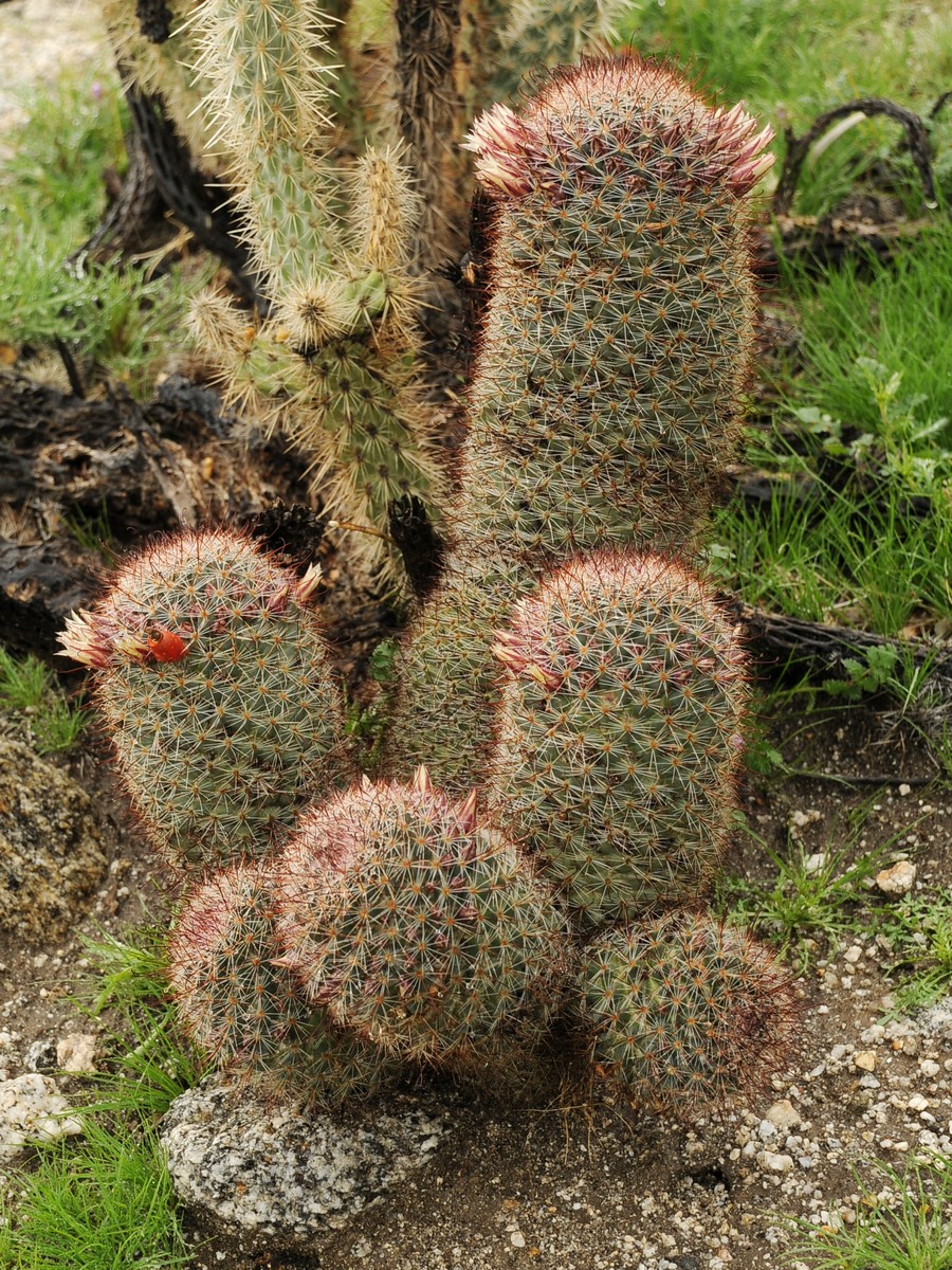 Изображение особи Mammillaria dioica.