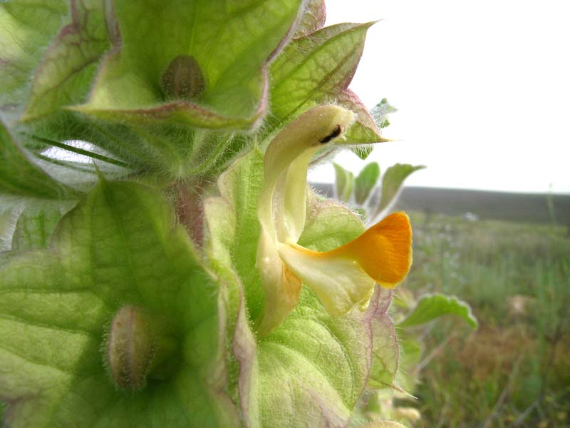 Image of Eremostachys isochila specimen.