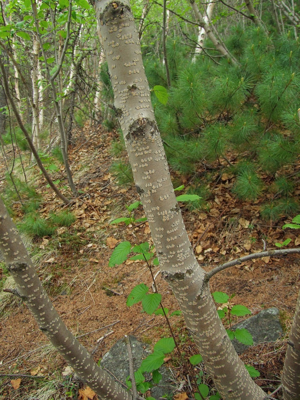 Image of Duschekia fruticosa specimen.