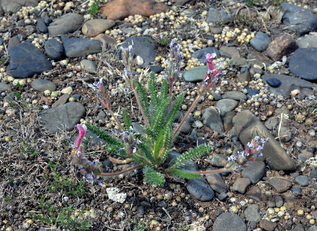 Image of Oxytropis myriophylla specimen.