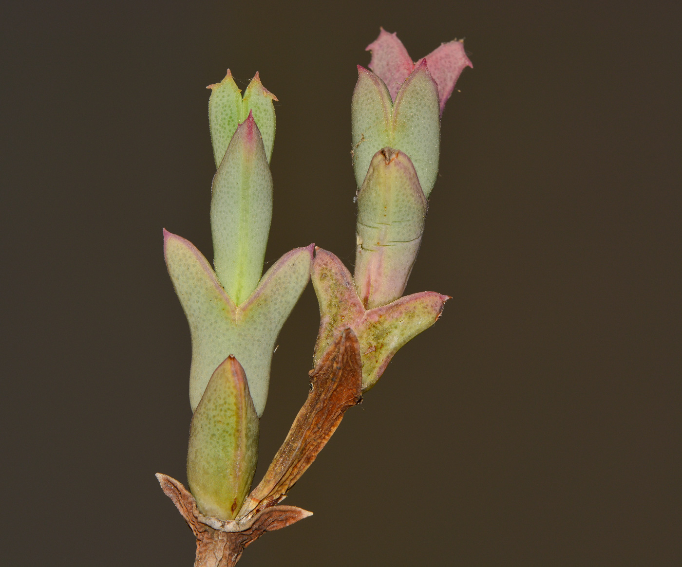 Image of Ruschia perfoliata specimen.