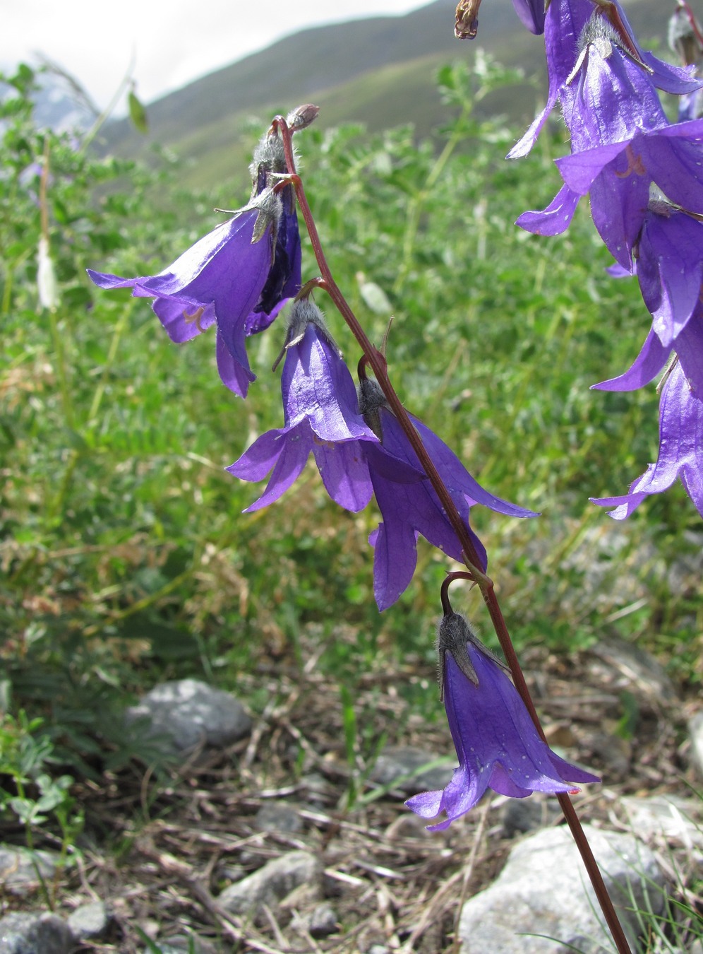 Изображение особи род Campanula.