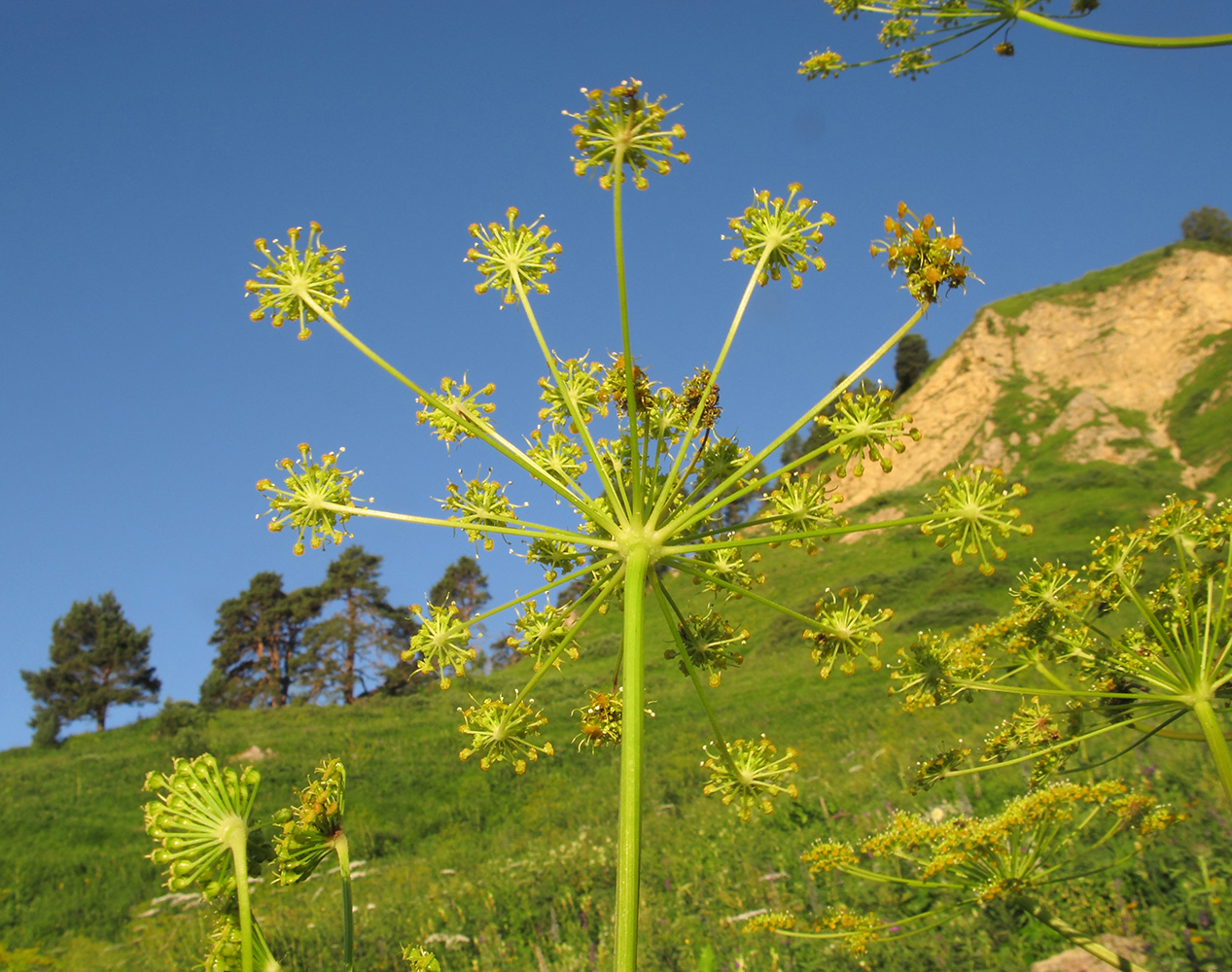 Image of Angelica tatianae specimen.