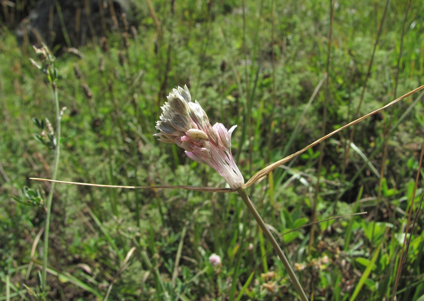 Image of Allium paniculatum specimen.