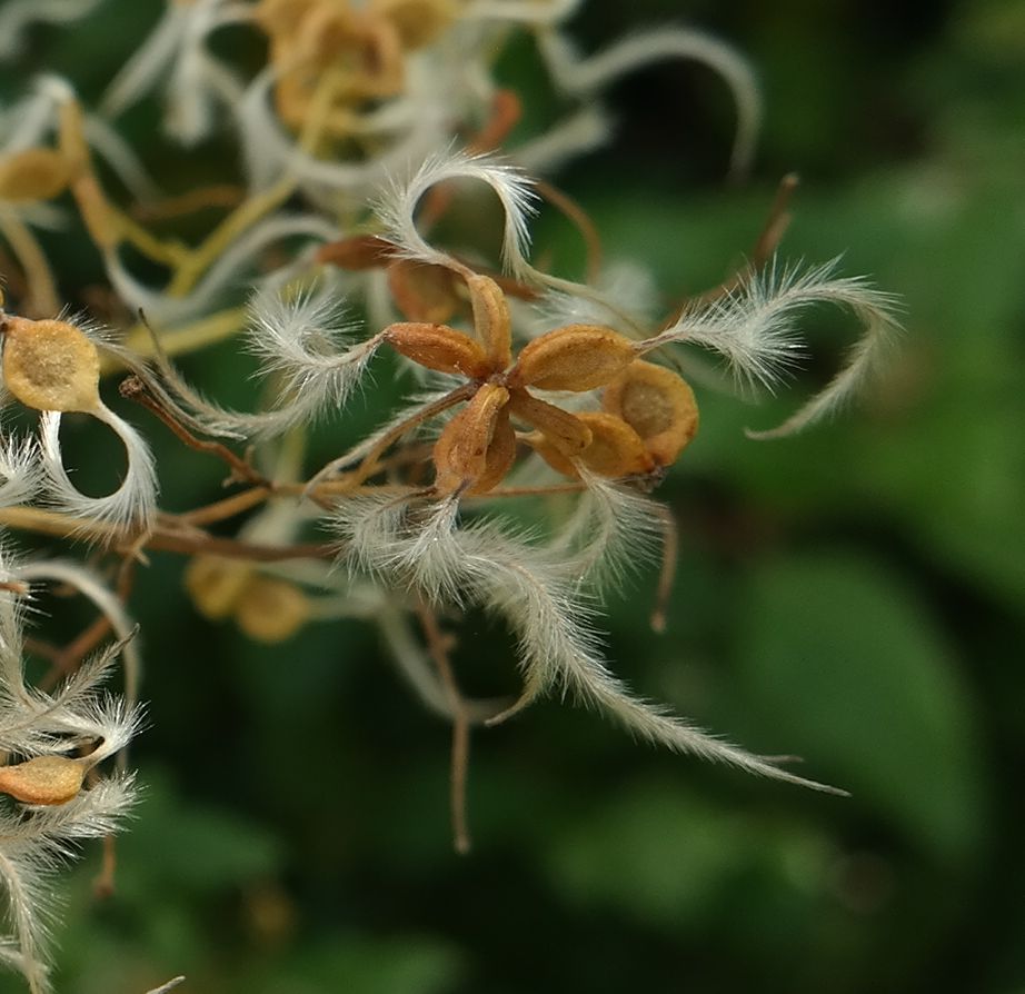 Image of Clematis flammula specimen.