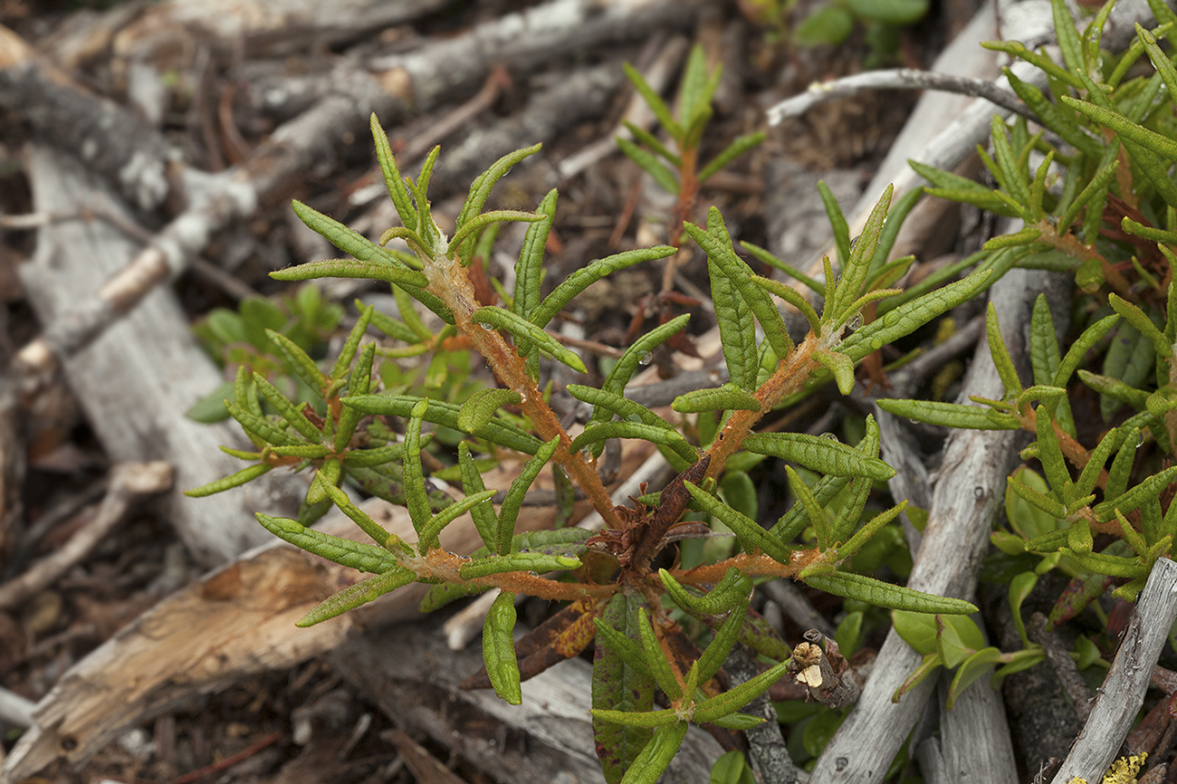 Image of Ledum palustriforme specimen.