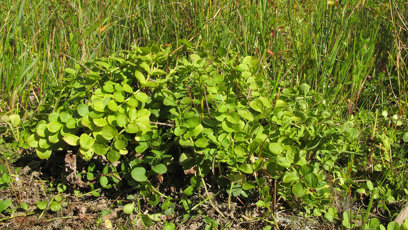 Изображение особи Lysimachia nummularia.