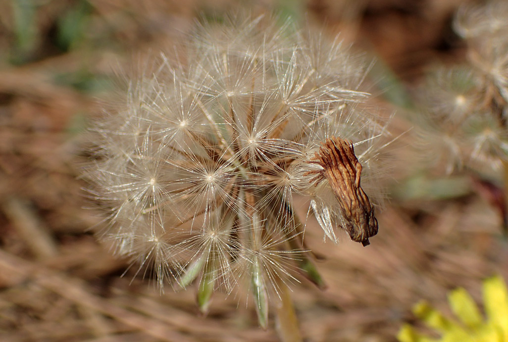 Изображение особи род Taraxacum.