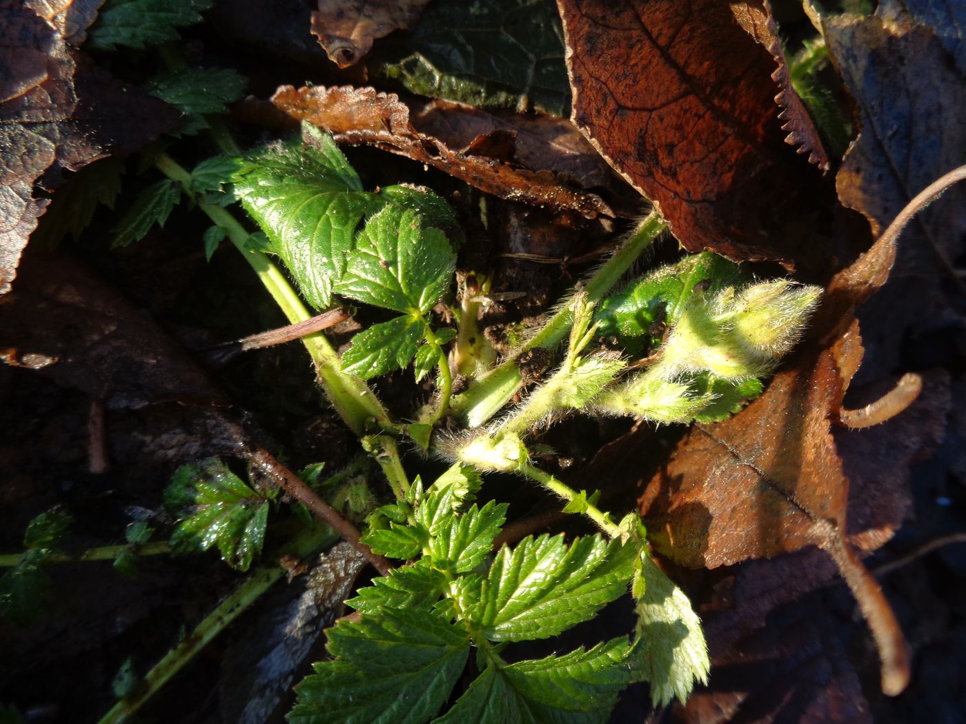 Image of Geum rivale specimen.