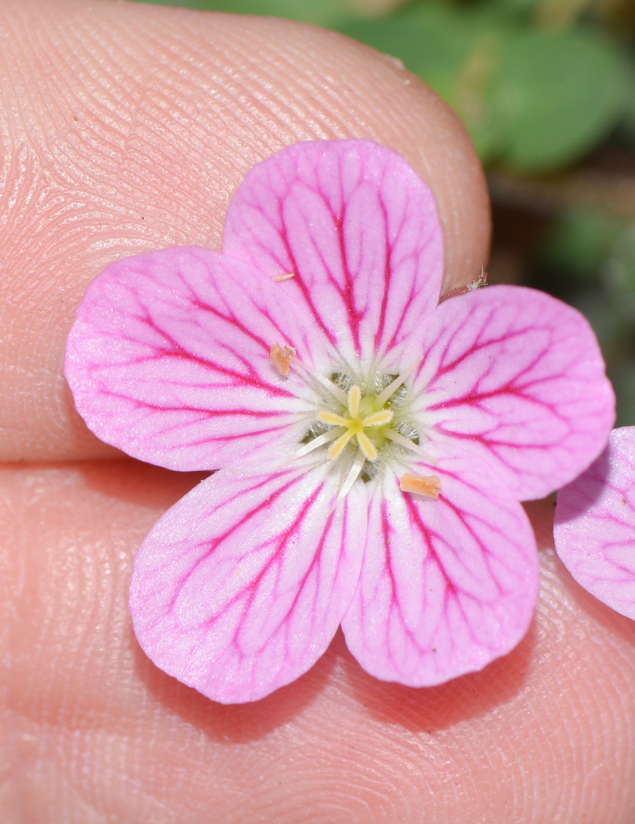 Image of genus Oxalis specimen.