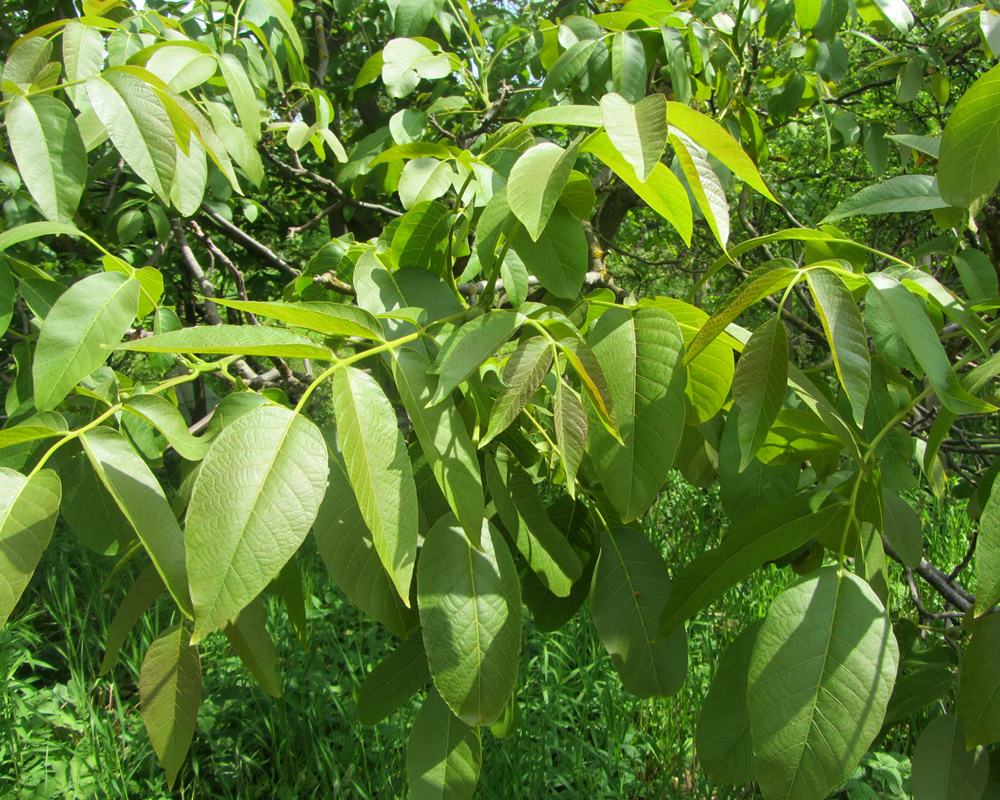 Image of Juglans regia specimen.