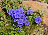 Gentiana dshimilensis