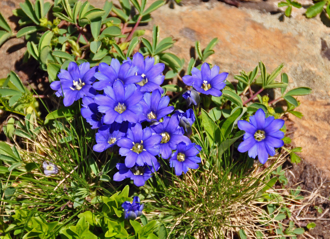 Image of Gentiana dshimilensis specimen.