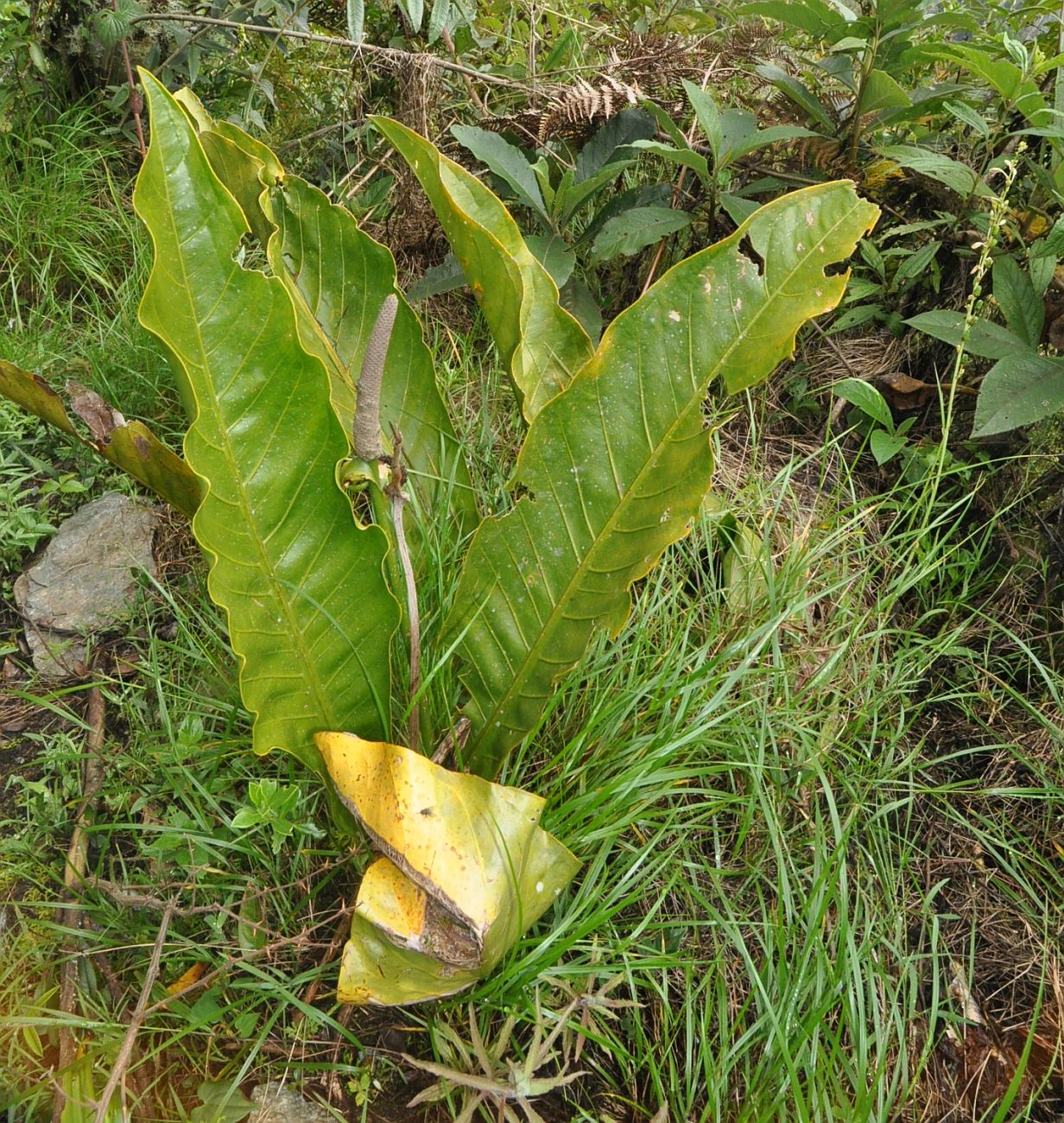 Image of genus Anthurium specimen.