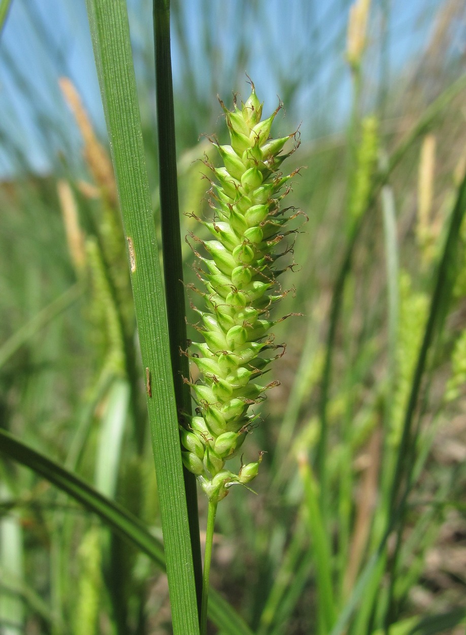 Image of genus Carex specimen.