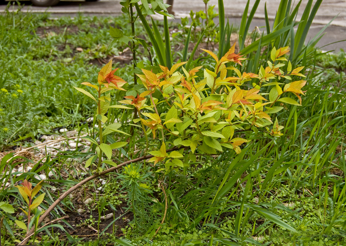 Image of Spiraea japonica specimen.