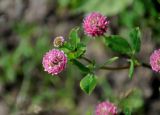 Trifolium hybridum подвид elegans. Верхушка побега с соцветием. Московская обл., Орехово-Зуевский р-н, долина р. Нерская, на залежи. 14.06.2018.