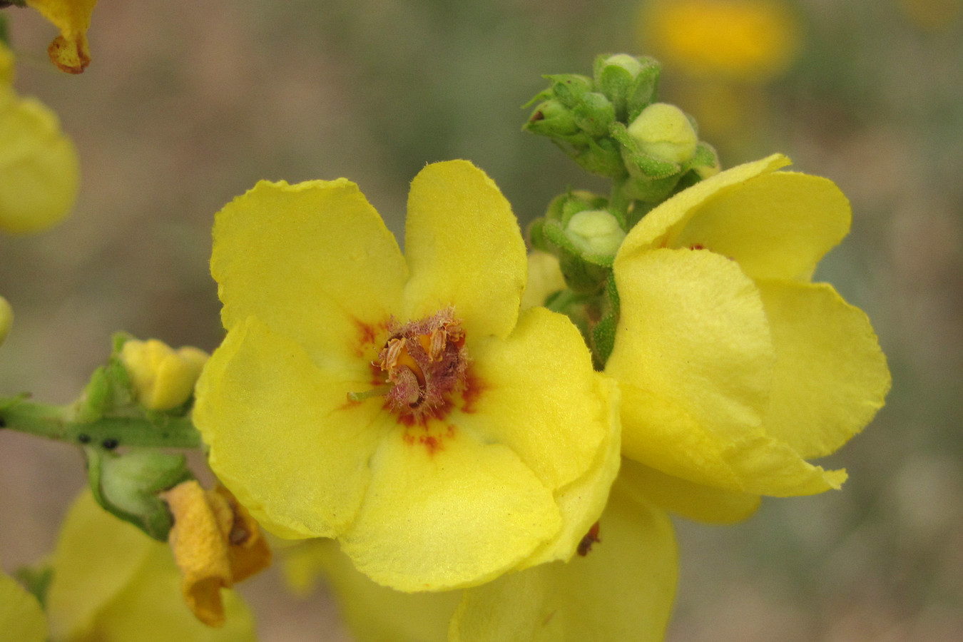 Image of Verbascum pyramidatum specimen.