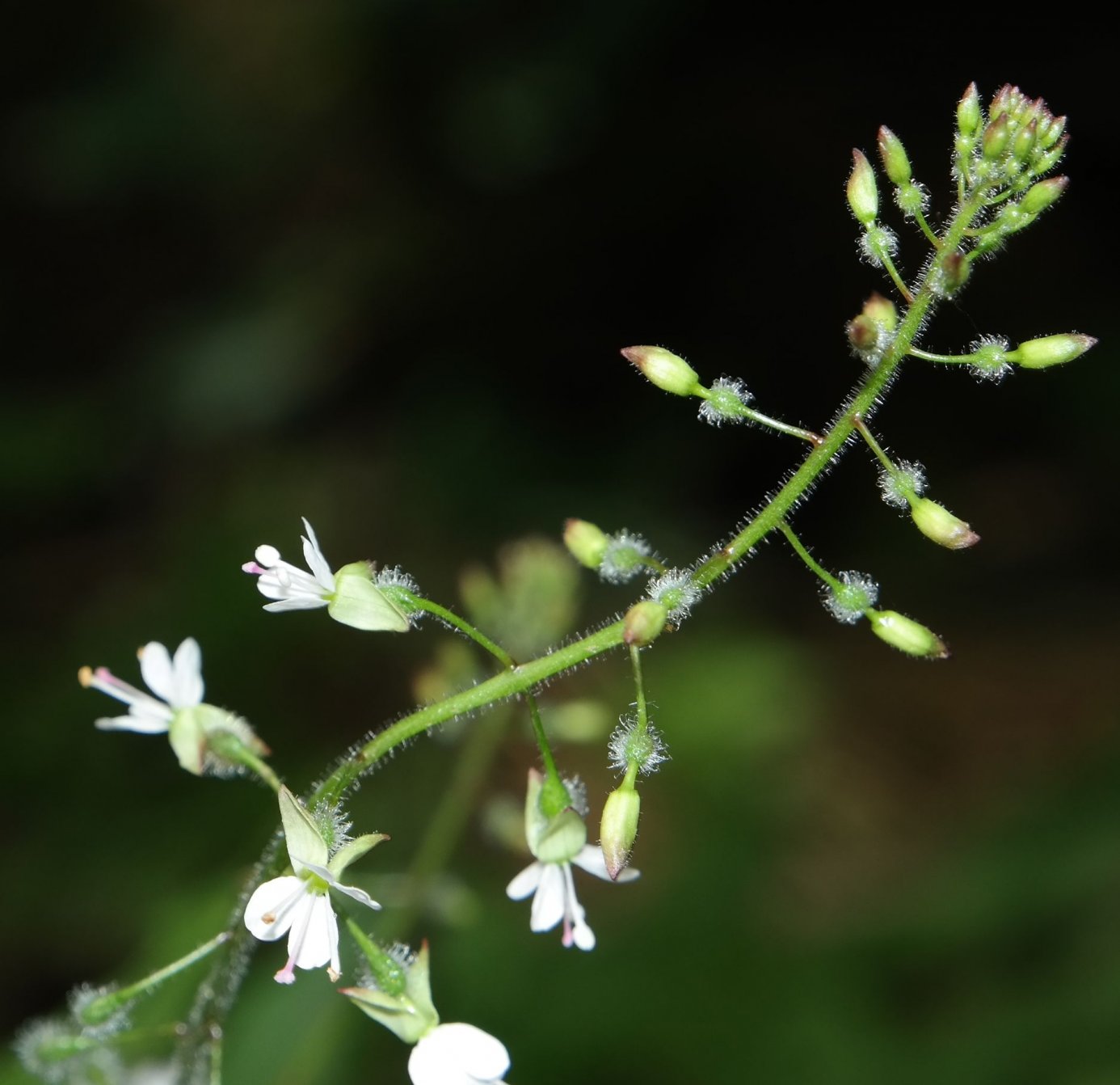 Изображение особи Circaea lutetiana.