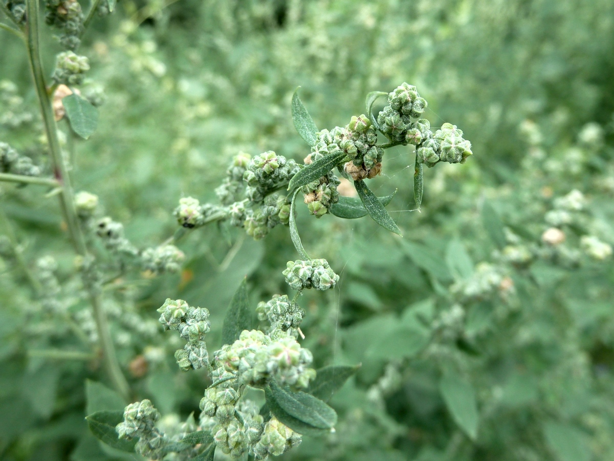 Изображение особи род Chenopodium.