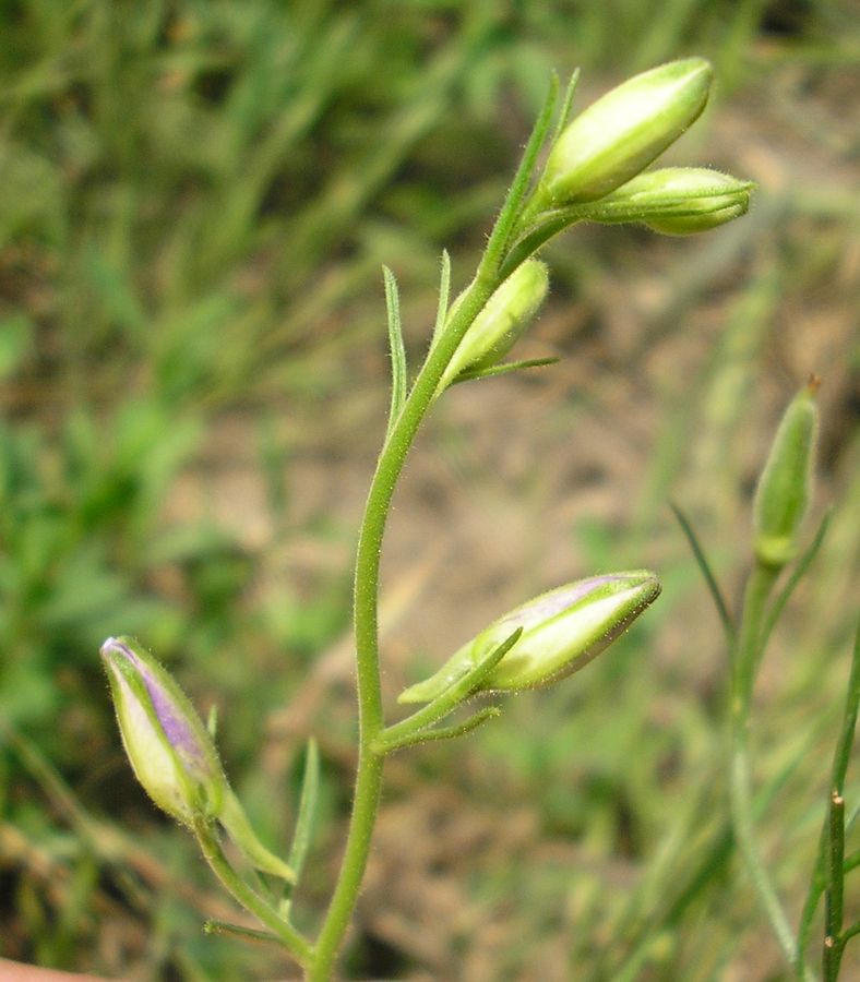 Image of Delphinium hispanicum specimen.