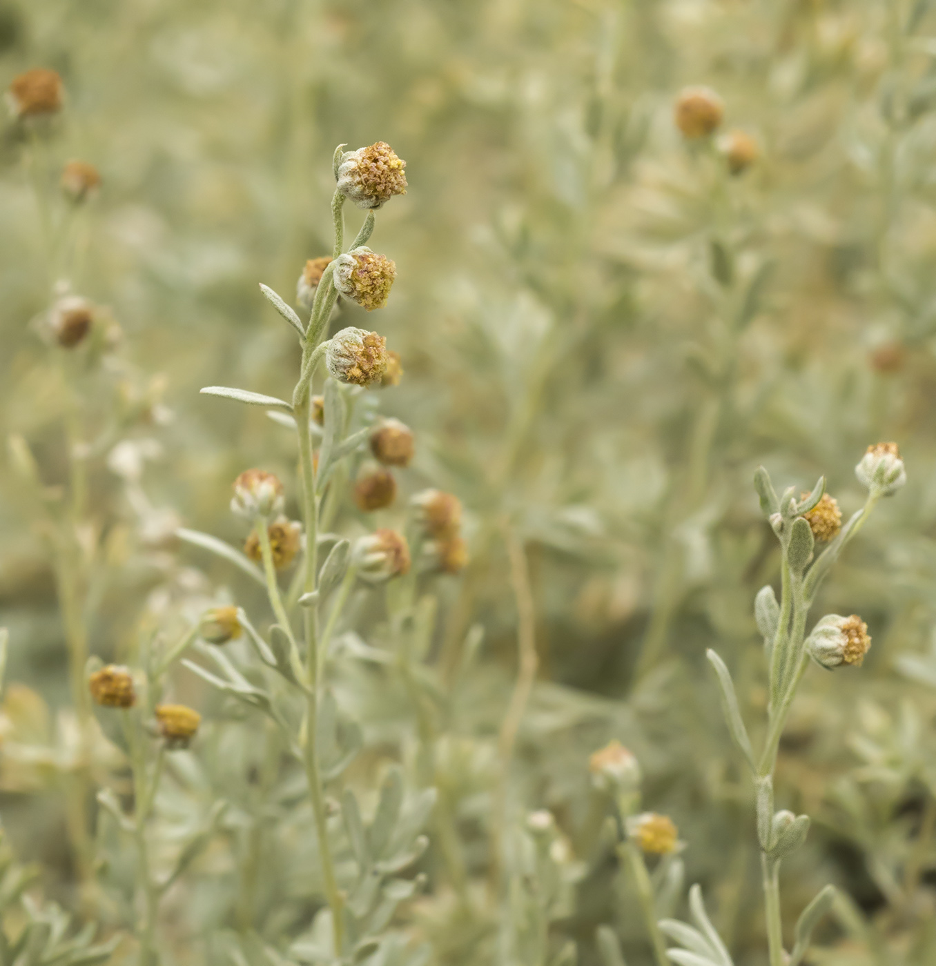 Изображение особи Artemisia rutifolia.