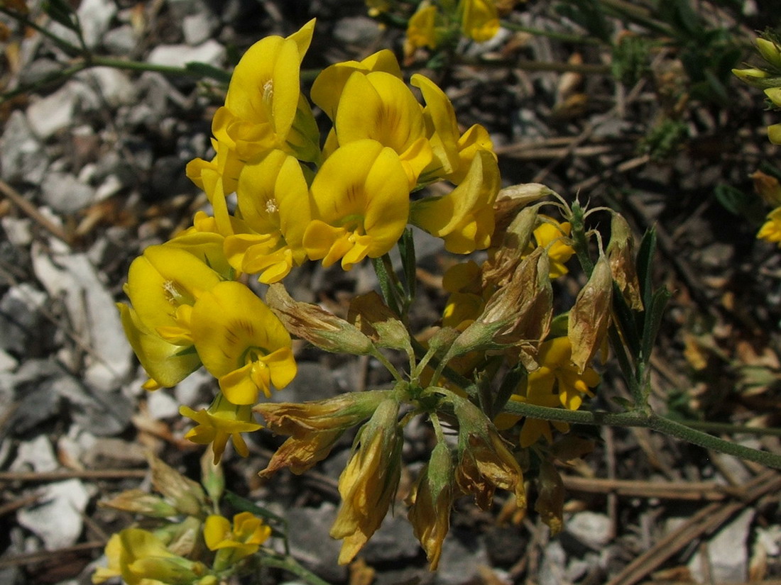 Image of Medicago saxatilis specimen.