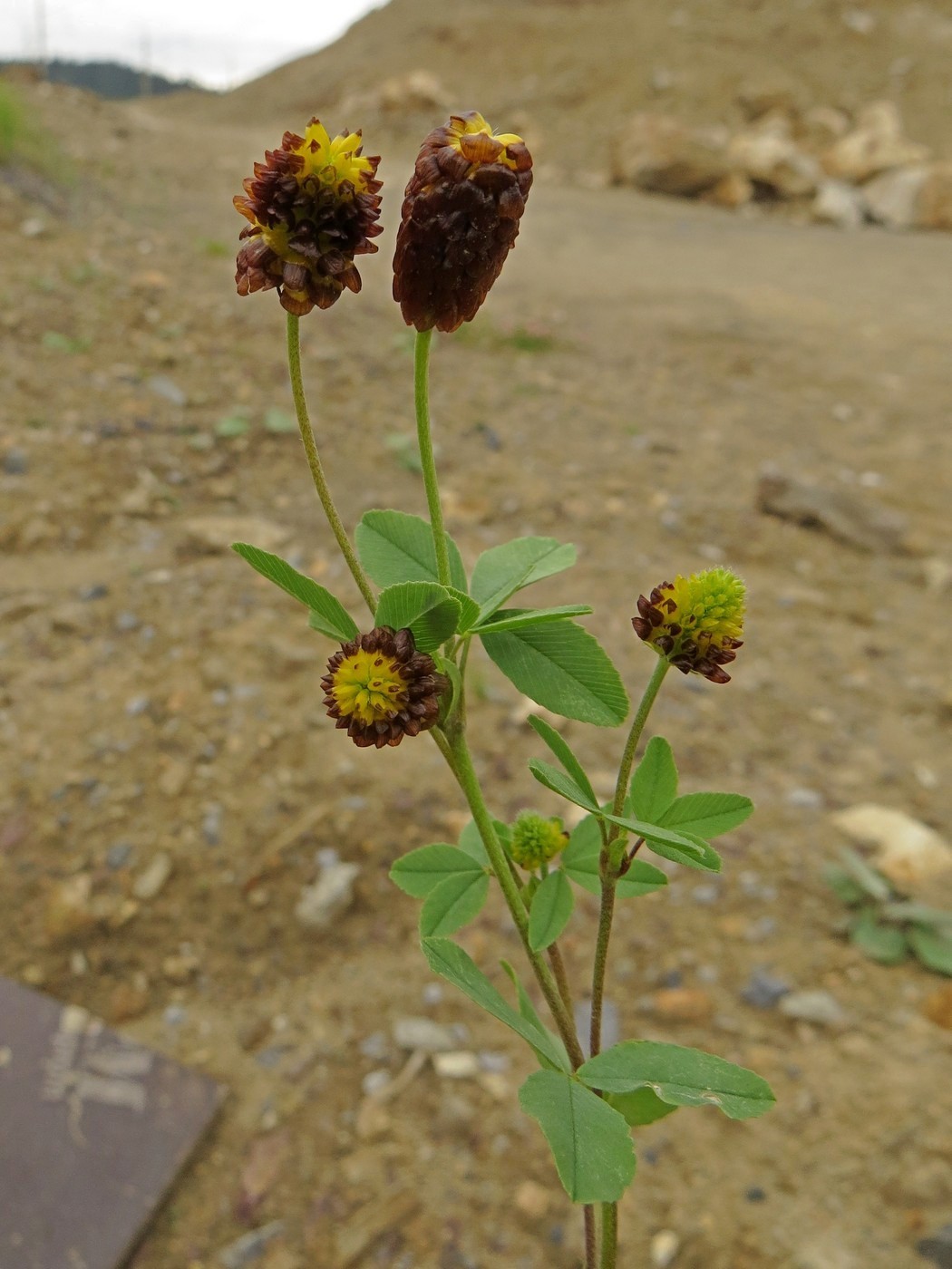 Image of Trifolium spadiceum specimen.