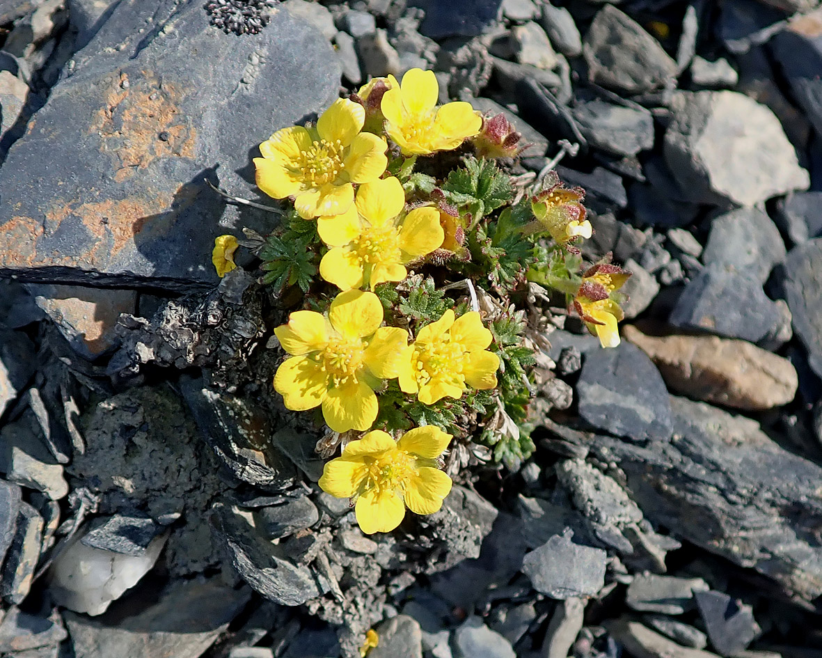 Image of Potentilla pulviniformis specimen.