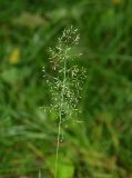 Смотреть изображение Agrostis tenuis