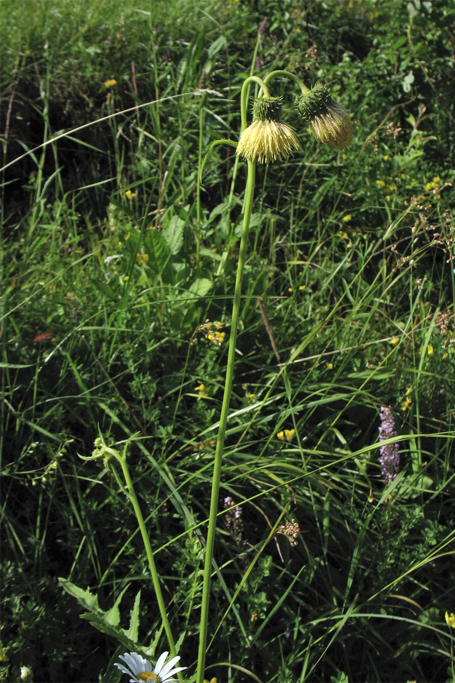 Изображение особи Cirsium erisithales.