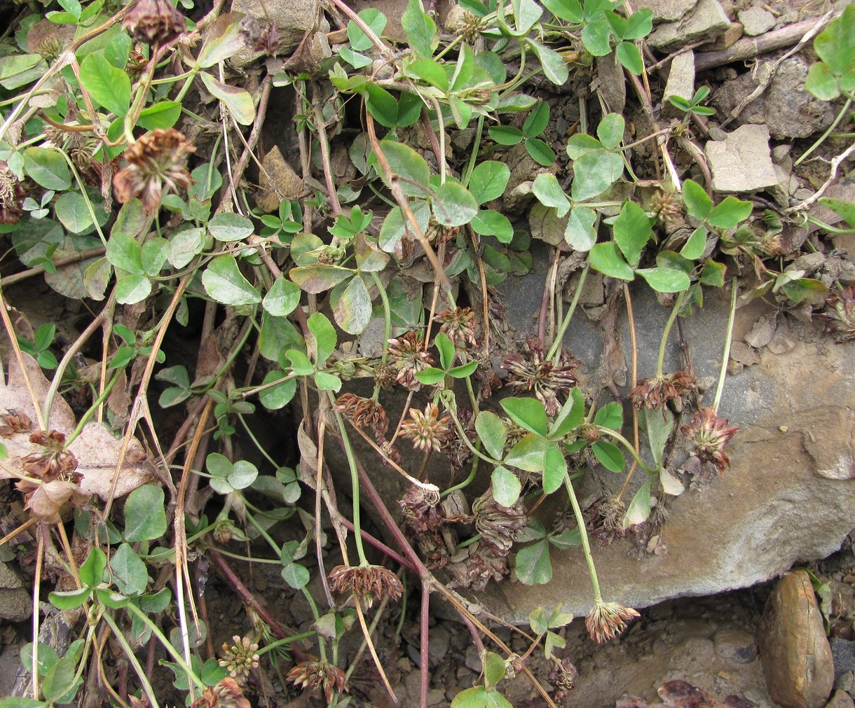 Image of Trifolium repens specimen.