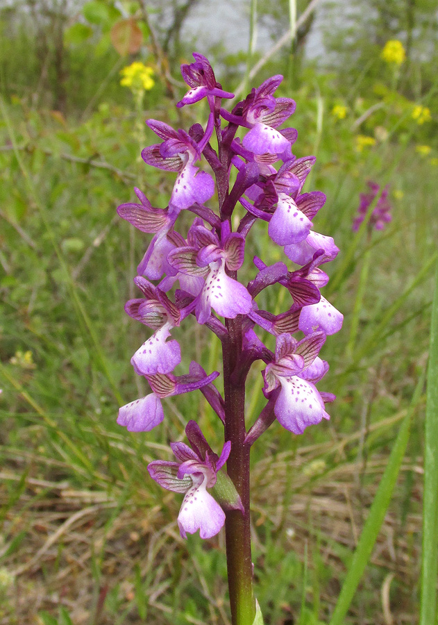 Изображение особи Anacamptis morio ssp. caucasica.