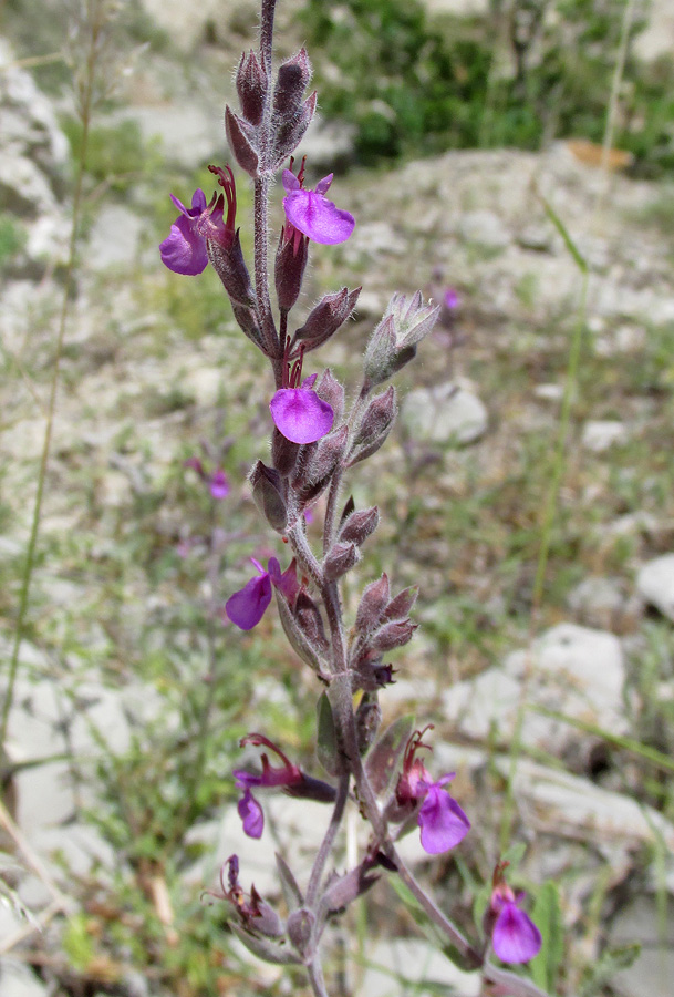 Image of Teucrium canum specimen.