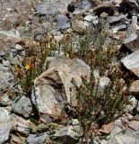 Hypericum confertum subspecies stenobotrys