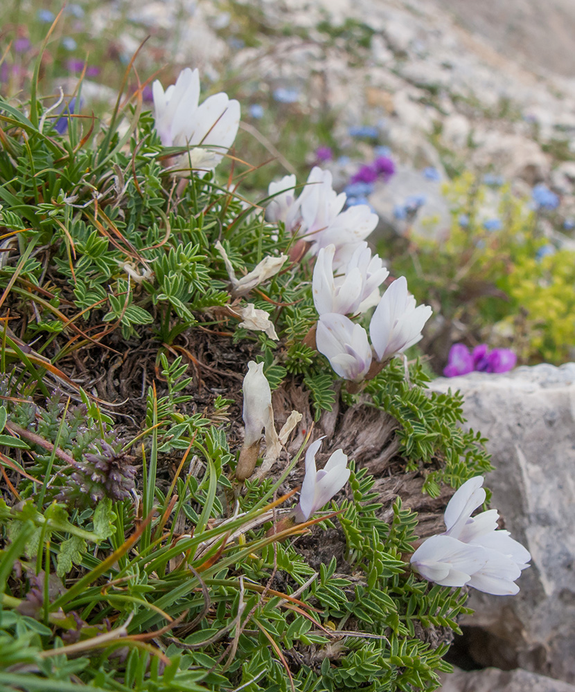 Image of Astragalus levieri specimen.