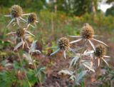 Eryngium planum. Верхушка плодоносящего растения. Башкортостан, Бурзянский р-н. 09.08.2010.