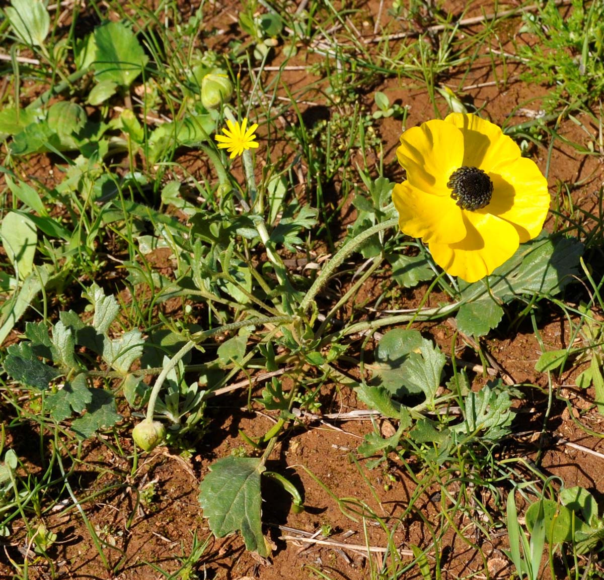 Image of Ranunculus asiaticus specimen.