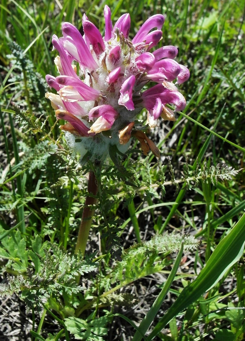 Изображение особи Pedicularis dasystachys.