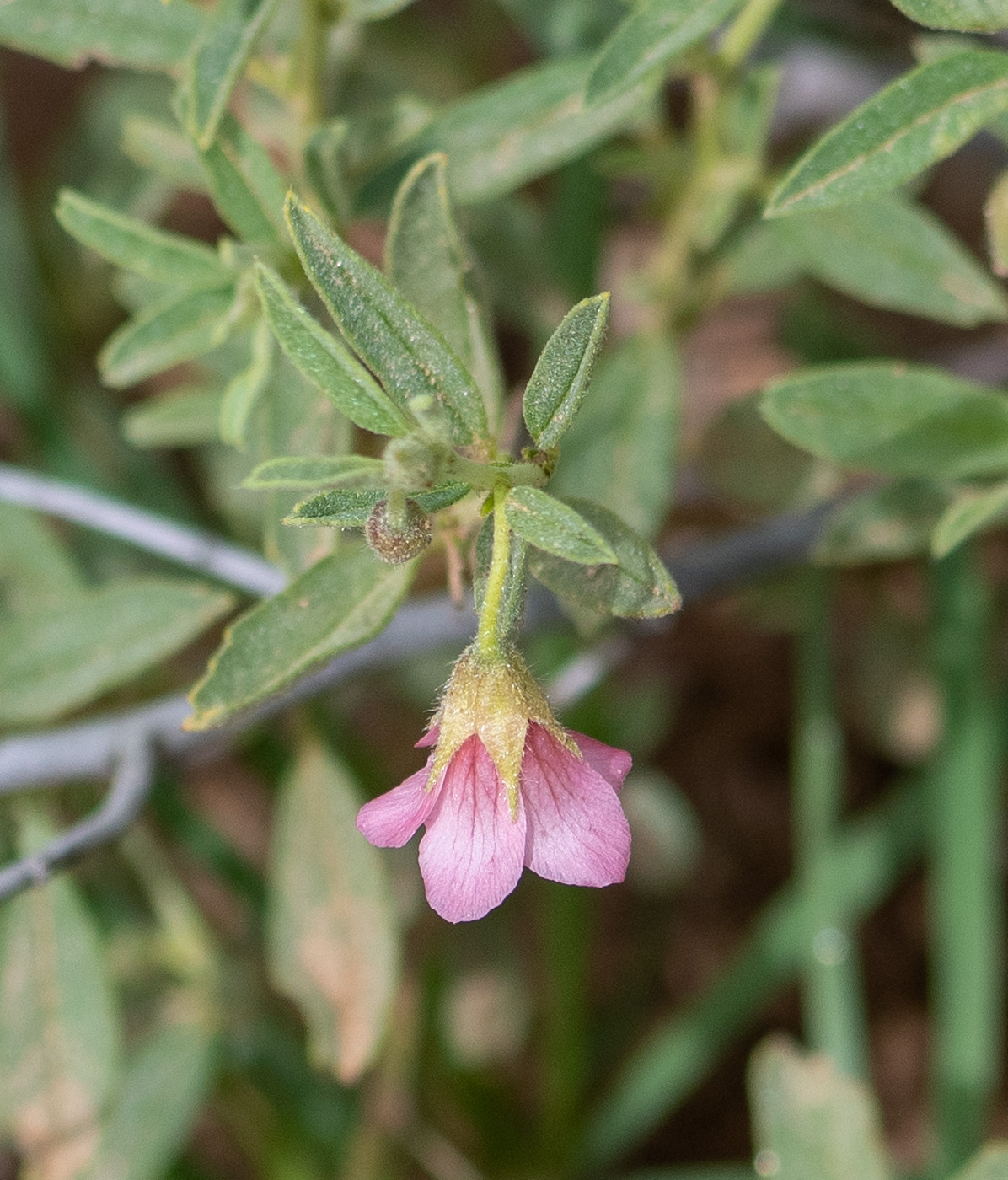 Image of Hermannia affinis specimen.