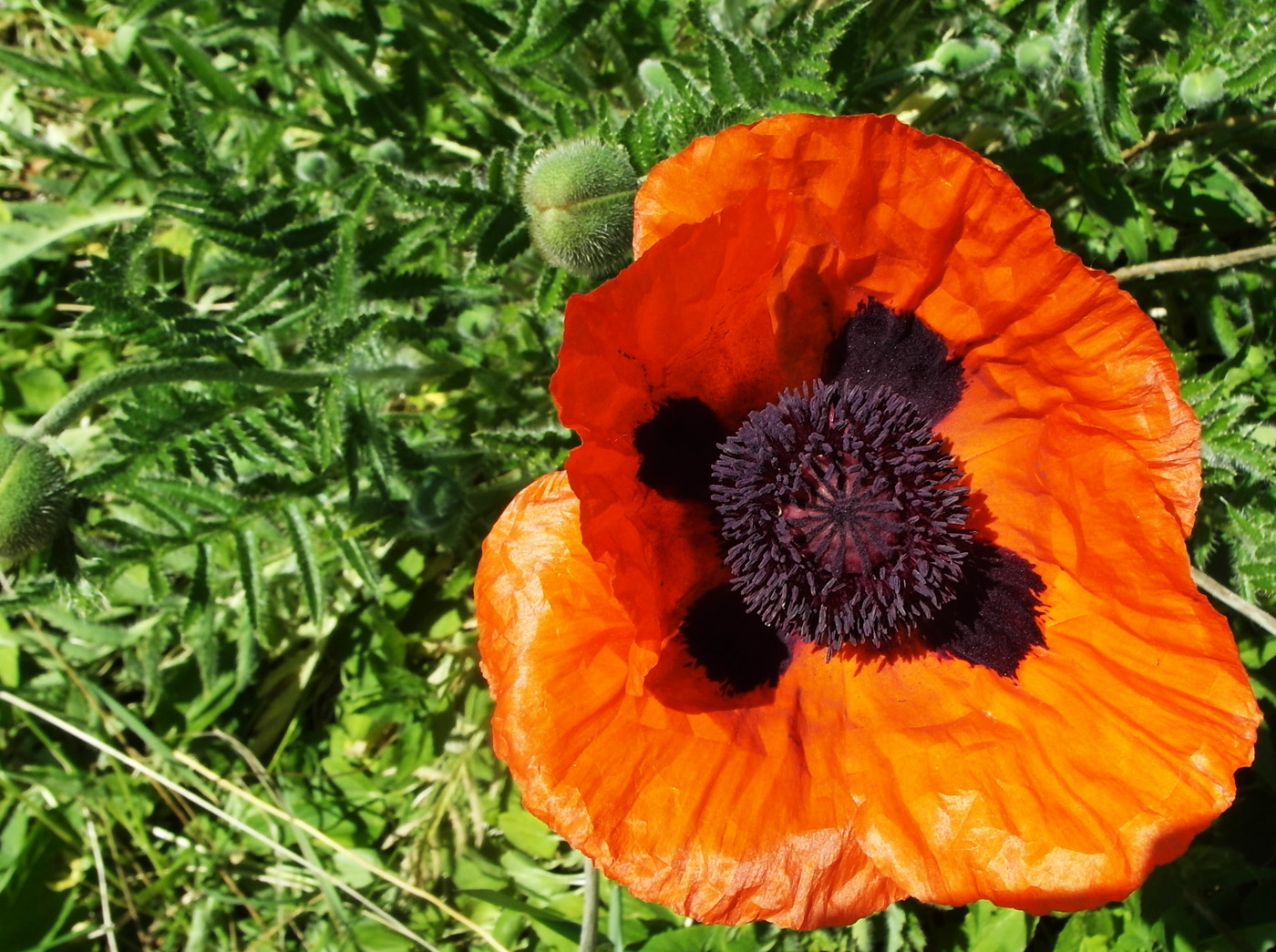 Изображение особи Papaver setiferum.