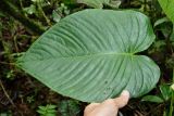 Anthurium coloradense