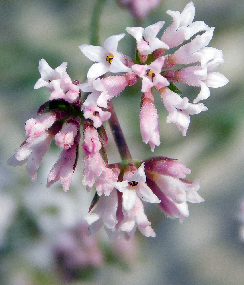 Image of Asperula lipskyana specimen.