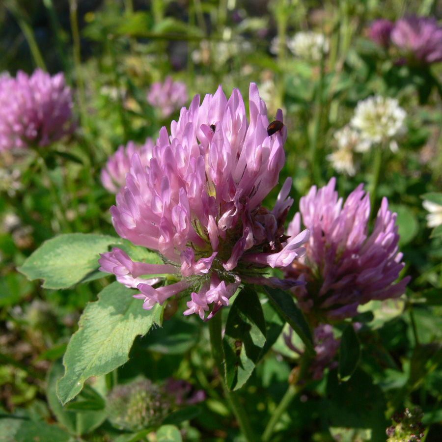 Изображение особи Trifolium pratense.