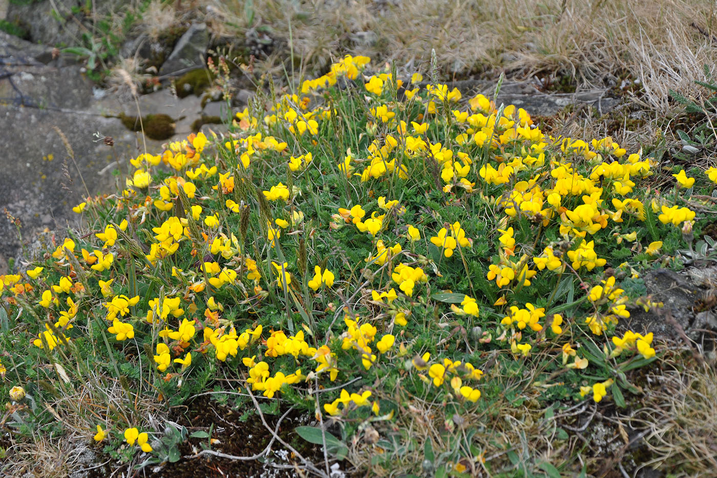 Изображение особи Lotus corniculatus.