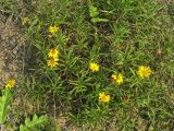 Inula ensifolia. Цветущие растения. Украина, Львовская обл., Золочевский р-н, низкотравный луг на выходах карбонатных пород. 11 августа 2010 г.