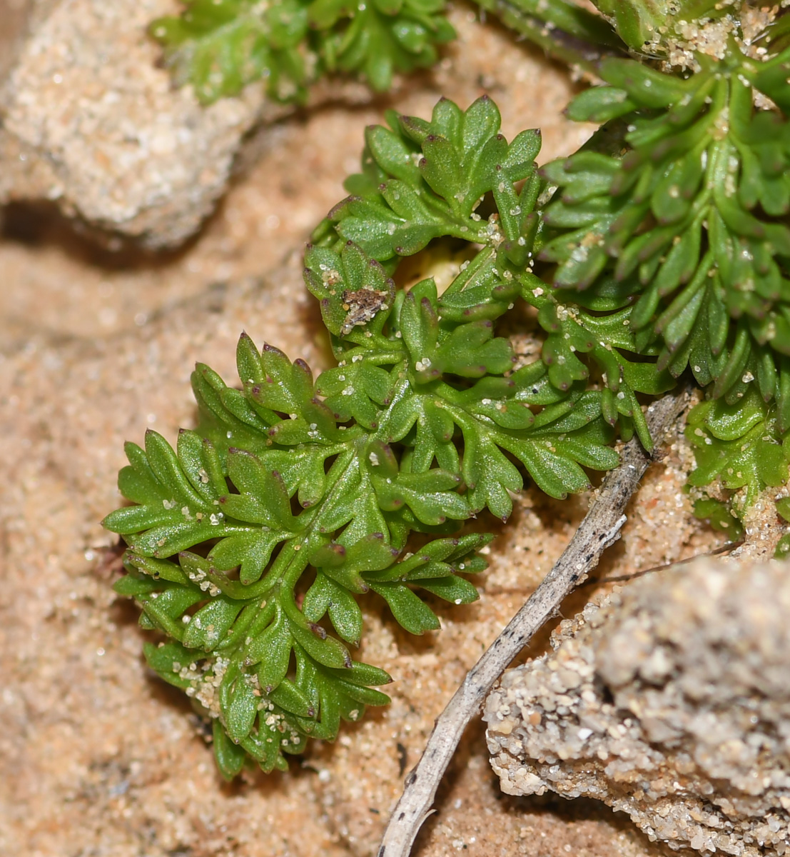 Image of Pseudorlaya pumila specimen.