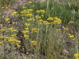 Achillea micrantha