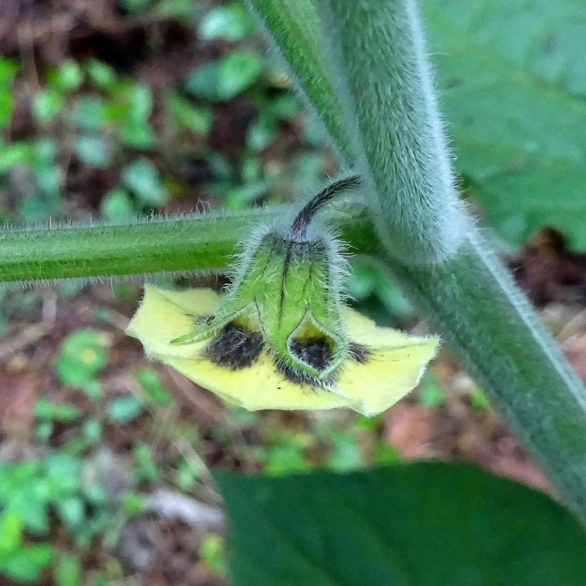 Image of Physalis peruviana specimen.